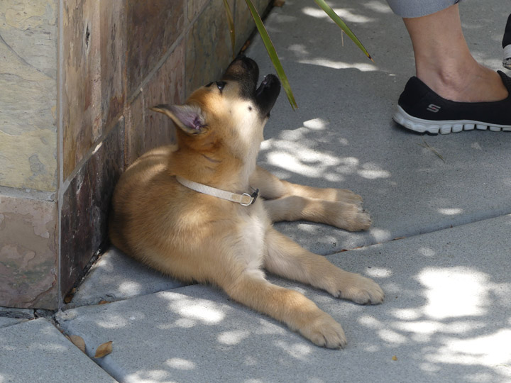 chinook dog